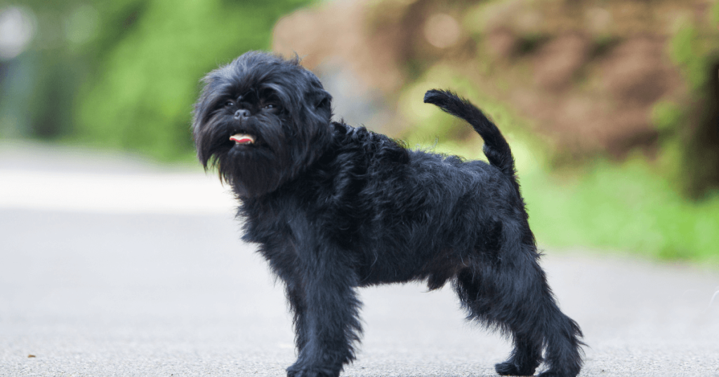 affenpinscher dog 1