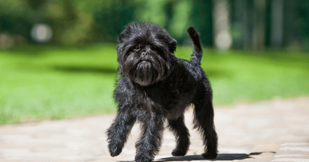 Affenpinscher Dog Breed: History, Care, Training & Health Insights