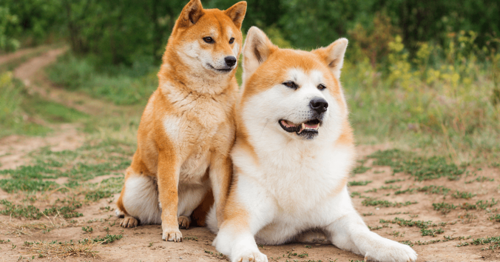 Akita Dog Breed: History, Care, Training & Health Insights
