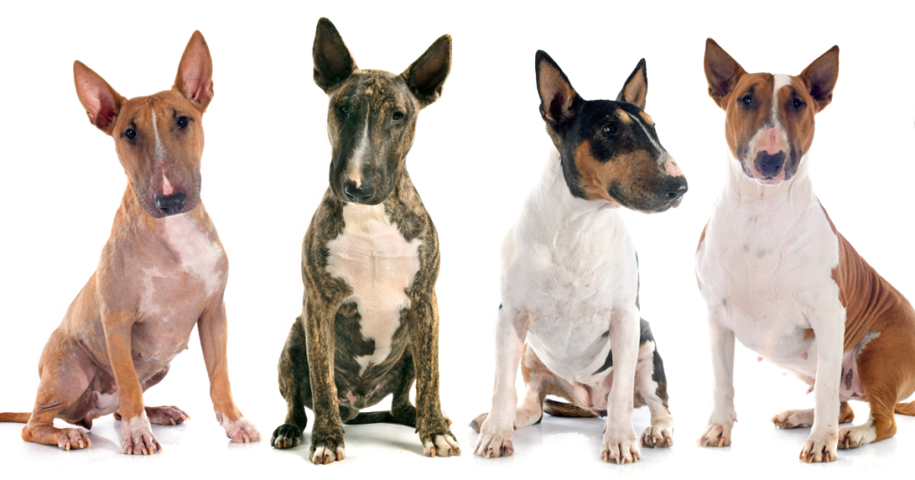 Bull Terrier