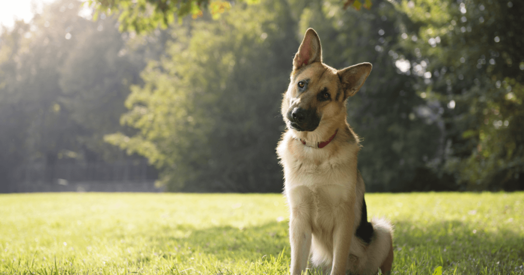German Shepherd Dog Breed: History, Care, Training & Health Insights