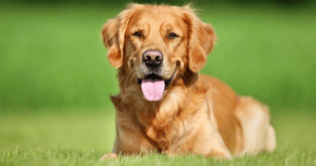 Golden Retriever Dog Breed: History, Care, Training & Health Insights