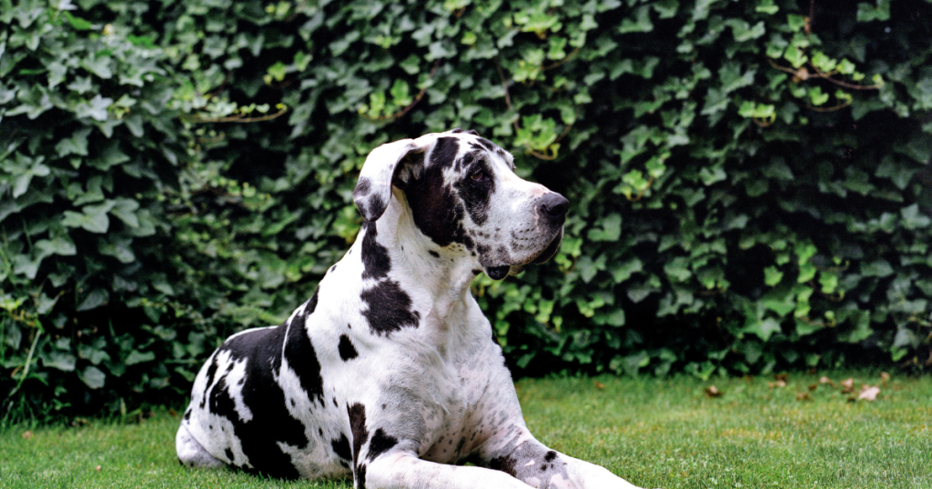 Great Dane Dog Breed: History, Care, Training & Health Insights
