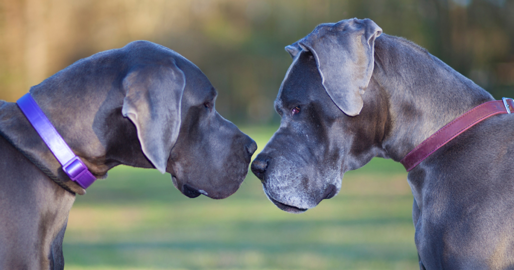 Great Dane 3