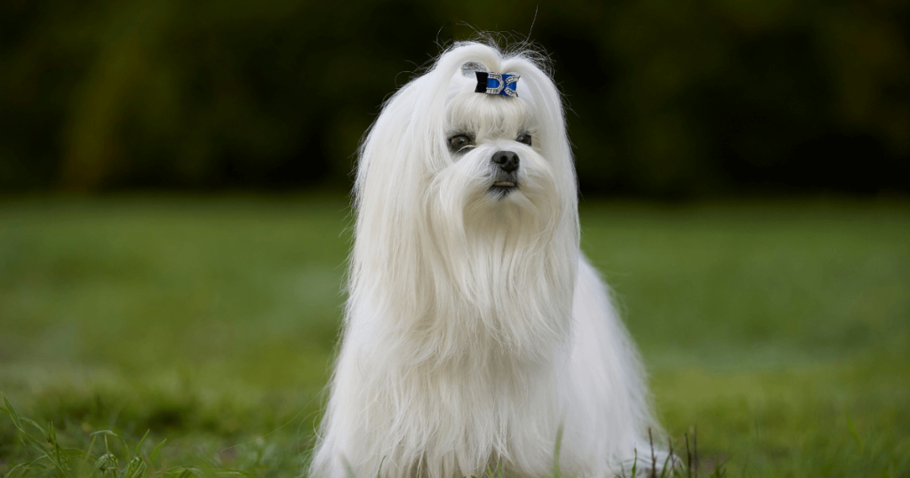 Maltese Dog Breed: Temperament, Care, Grooming & Health Insights