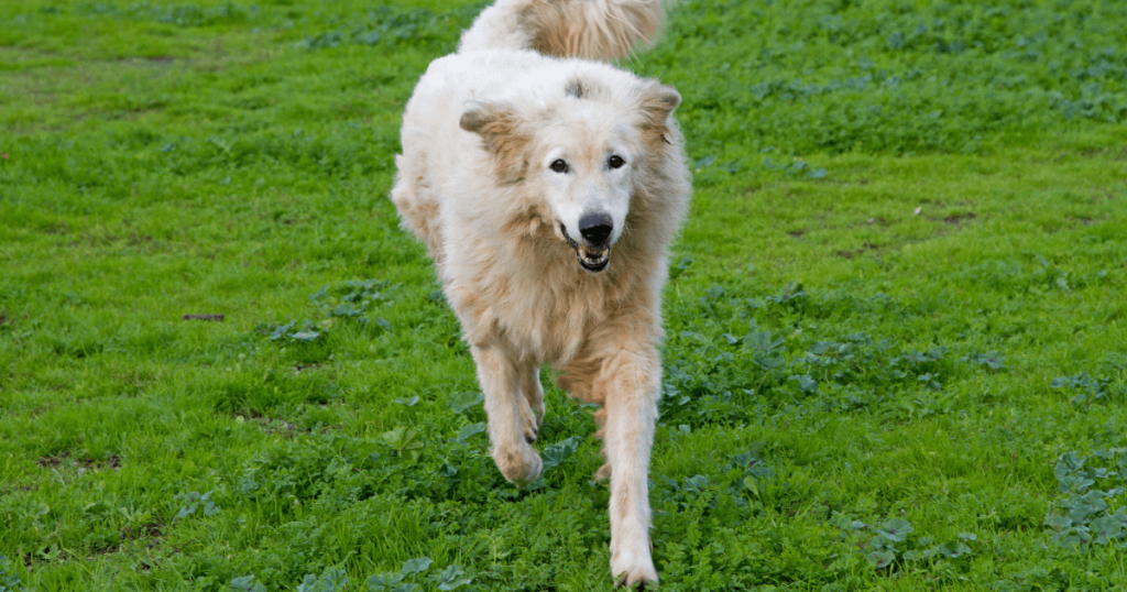 Maremma Dog 1