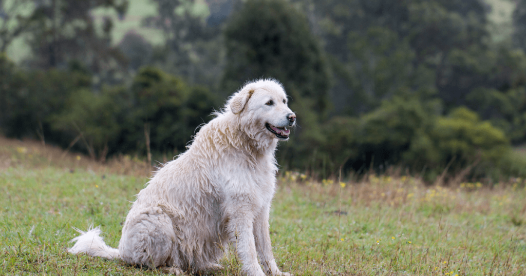 Maremma Dog Breed: History, Care, Training & Health Insights