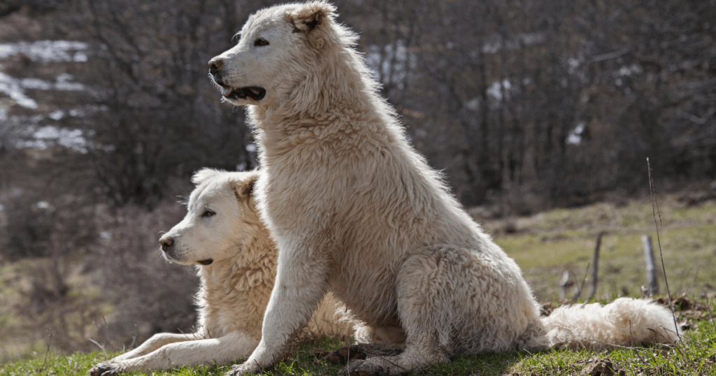 Maremma Dog 2