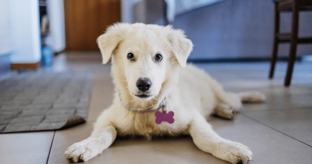 Maremma Dog 3