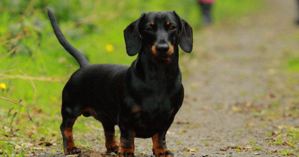 Miniature Dachshund Dog 1