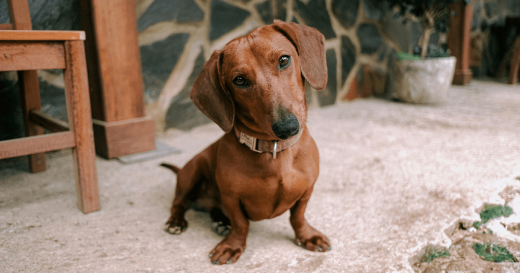 Miniature Dachshund Dog Breed: History, Care, Training & Health Insights