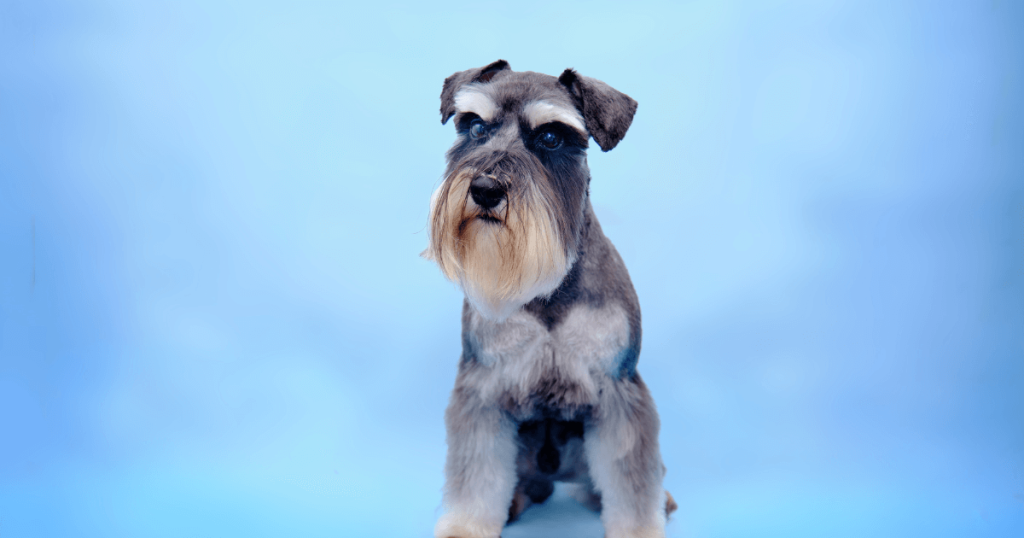 Miniature Schnauzer Dog Breed: History, Care, Training & Health Insights