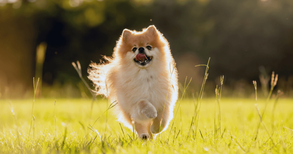 Pomeranian Dog Breed: History, Care, Training & Health Insights