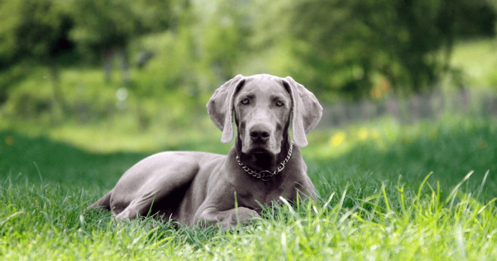 Weimaraner Dog Breed: History, Care, Training & Health Insights