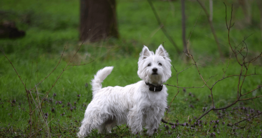 West Highland White Terrier Dog Breed: History, Care, Training & Health Insights
