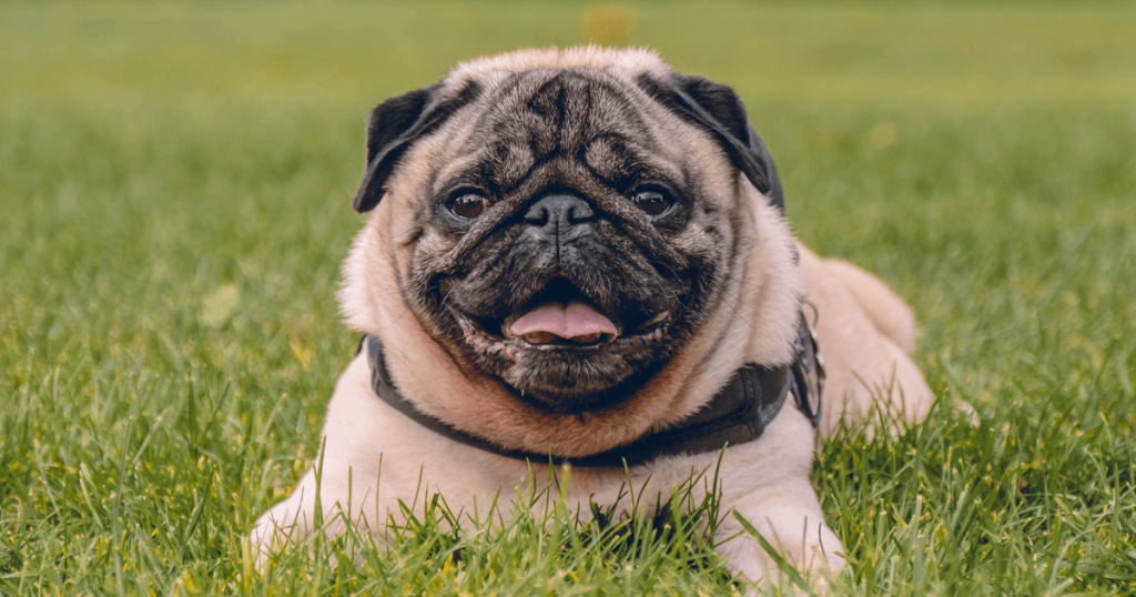 pug dog 1
