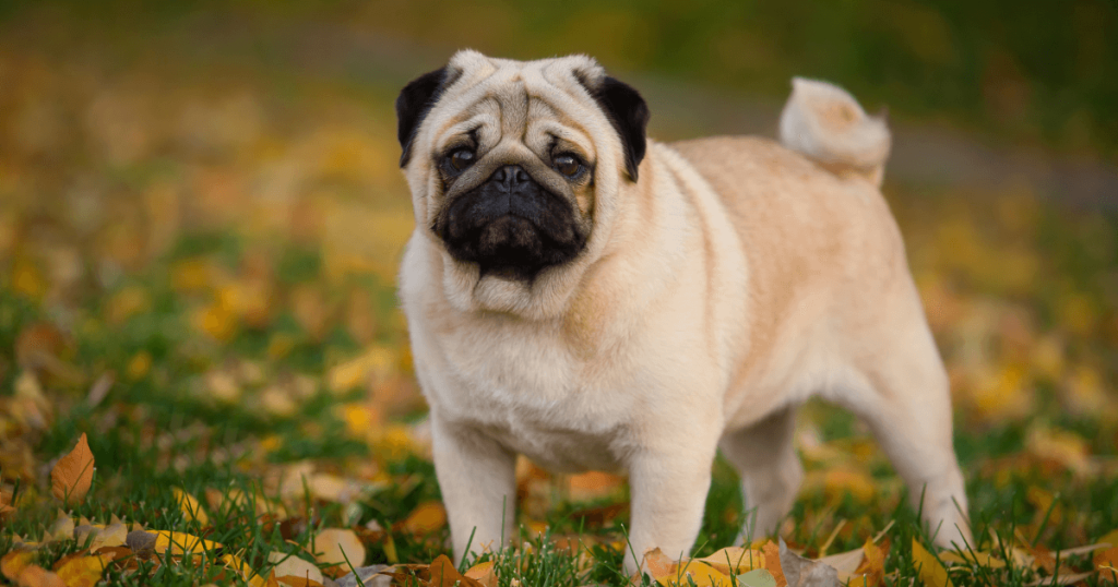 Pug Dog Breed: History, Care, Training & Health Insights