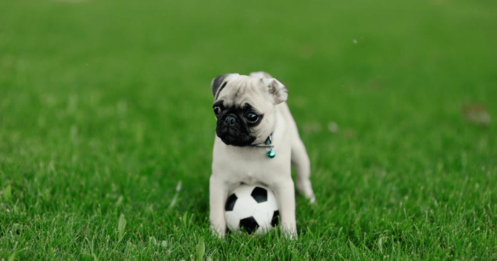 pug dog 2