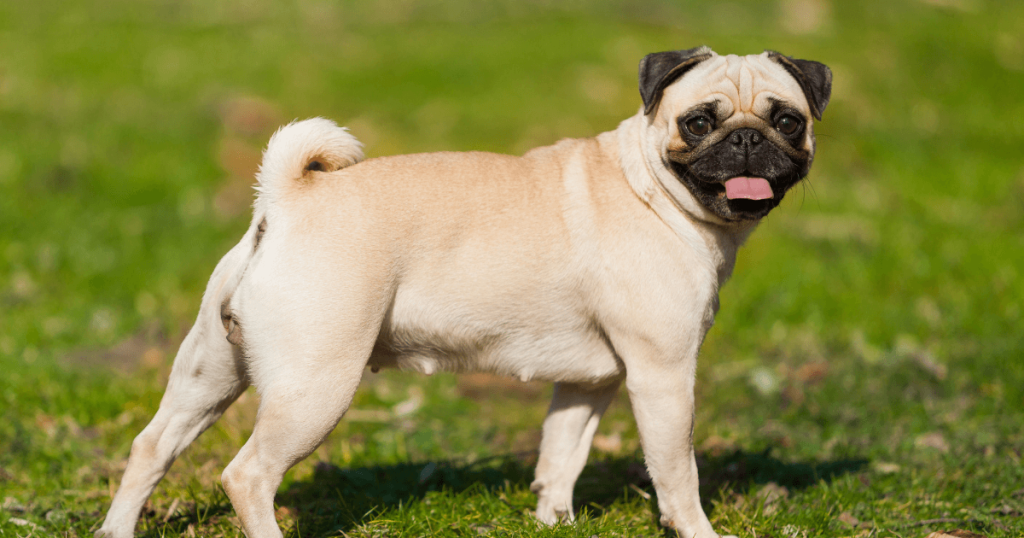 pug dog 3