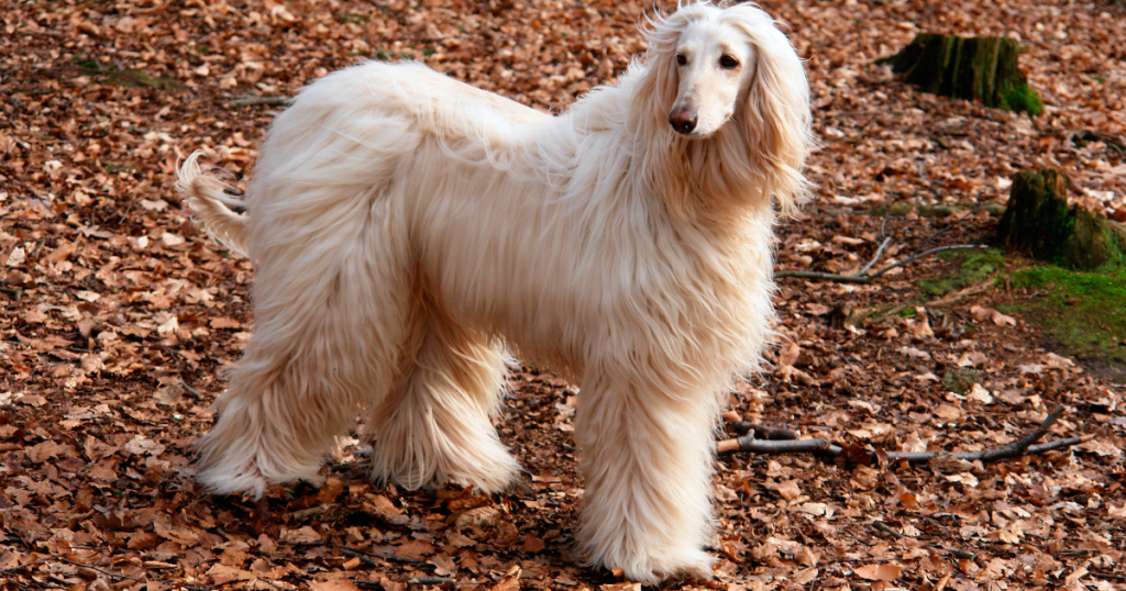 Afghan Hound Dog Breed: History, Care, Training & Health Insights