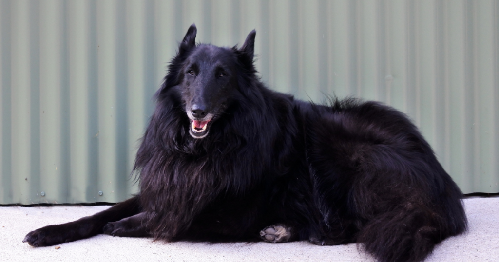 Belgian Shepherd (Groenendael) Dog Breed: History, Care, Training & Health Insights