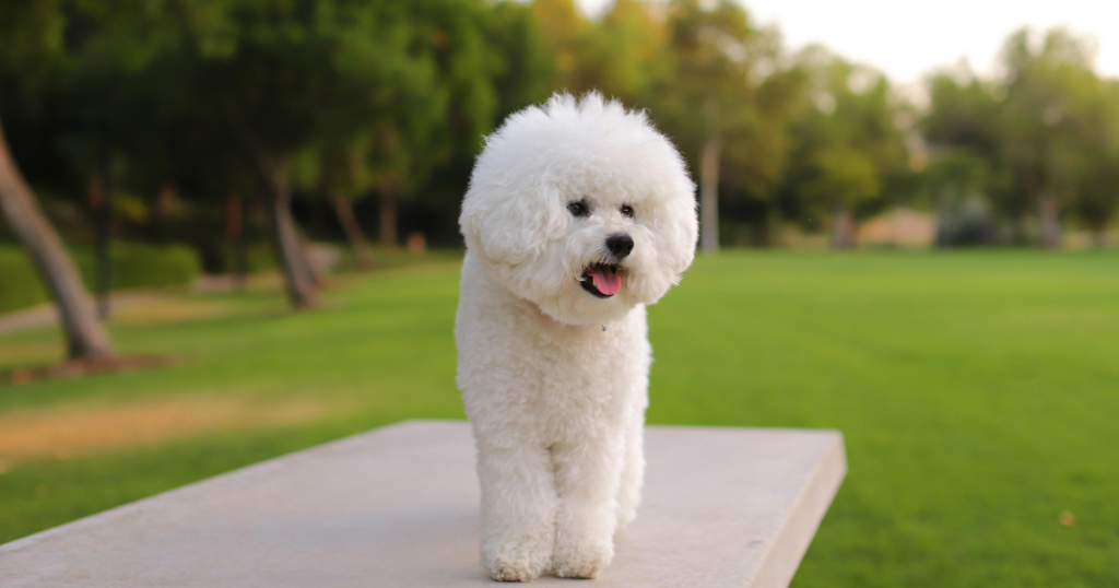 Bichon Frise Dog Breed: History, Care, Training & Health Insights