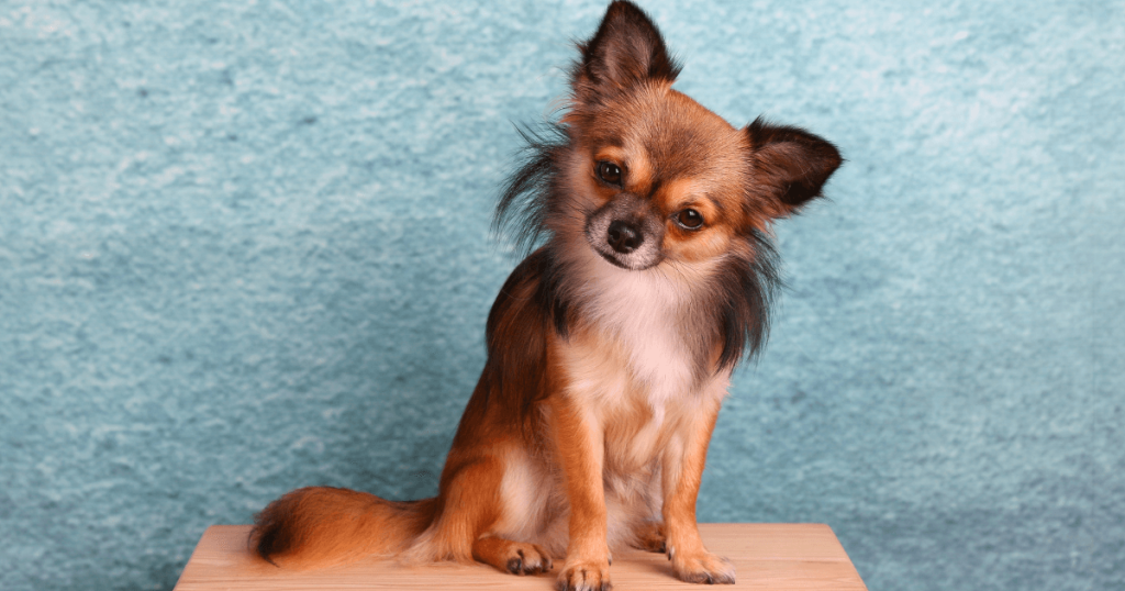 Chihuahua Dog Breed: History, Care, Training & Health Insights