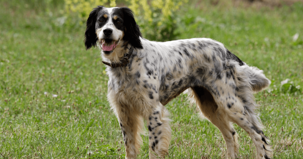 English Setter Dog Breed: History, Care, Training & Health Insights