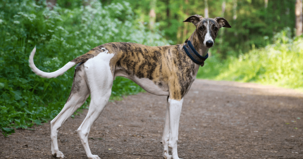 Greyhound Dog Breed: History, Care, Training & Health Insights