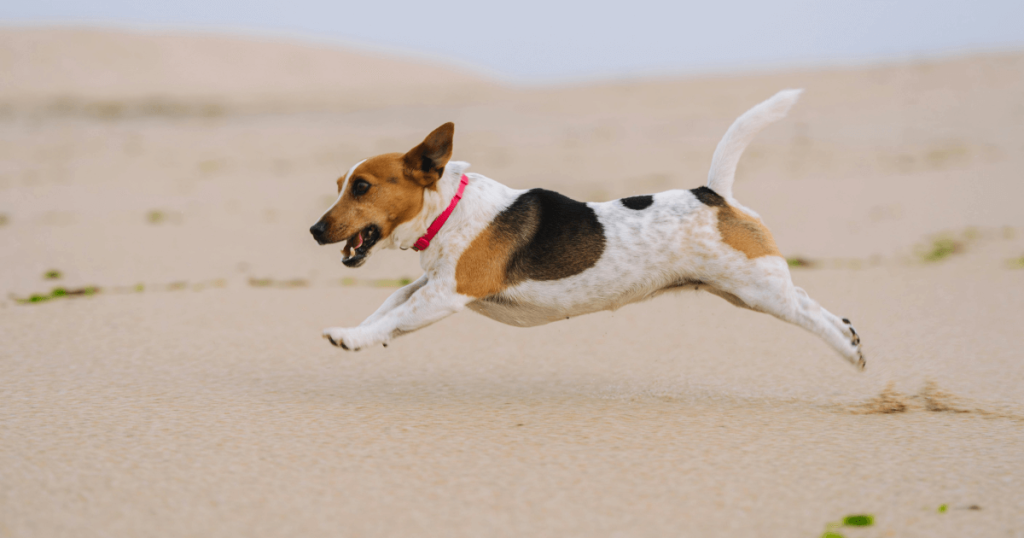 Jack Russell Terrier Dog 1