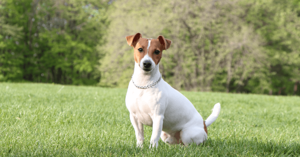 Jack Russell Terrier Dog Breed: History, Care, Training & Health Insights