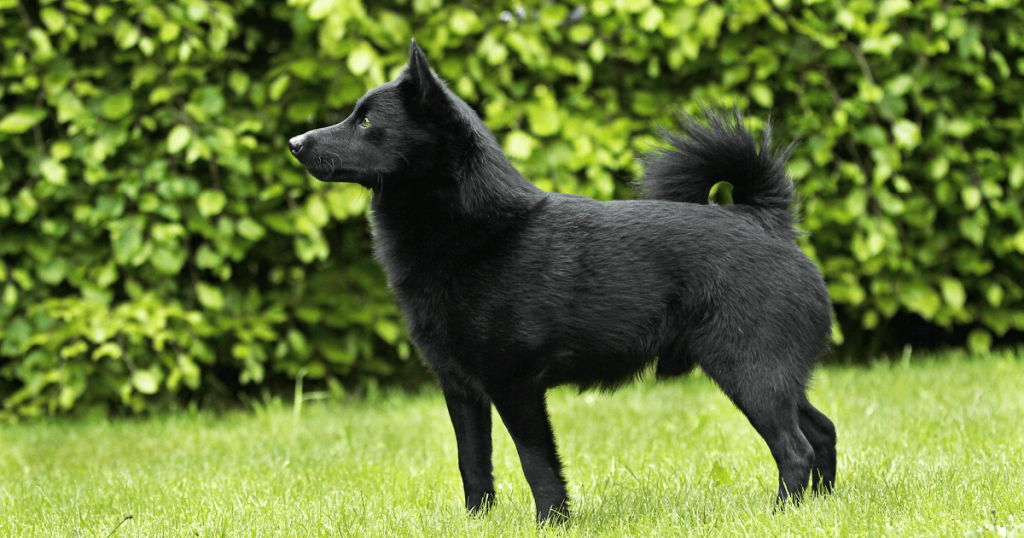 Schipperke Dog 1