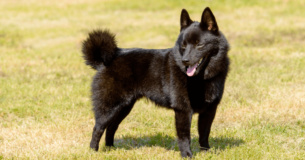 Schipperke Dog Breed: History, Care, Training & Health Insights