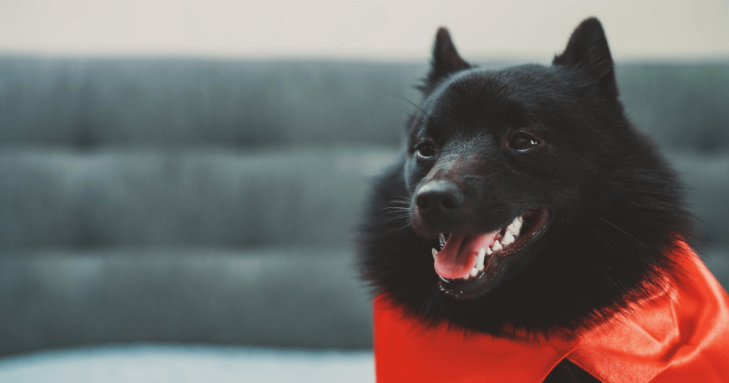 Schipperke Dog 3