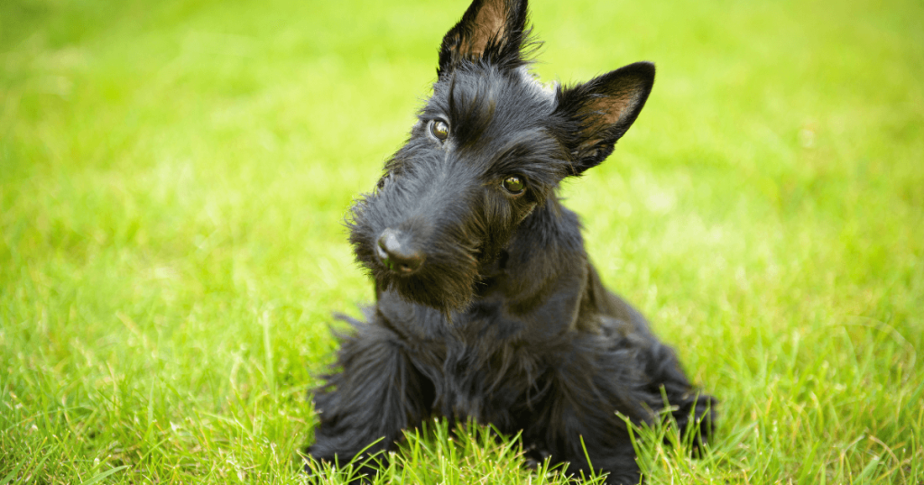 Scottish Terrier Dog Breed: History, Care, Training & Health Insights