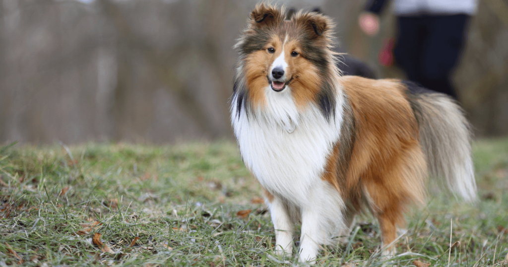Shetland Sheepdog Dog Breed: History, Care, Training & Health Insights