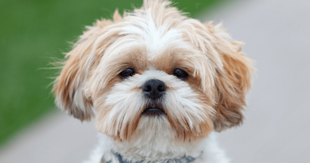 Shih Tzu Dog Breed: History, Care, Training & Health Insights