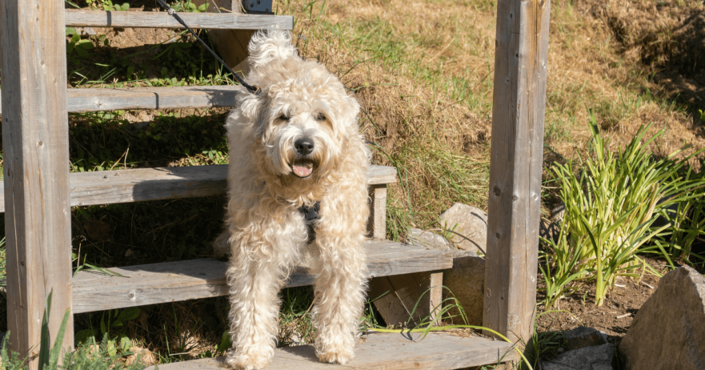 Soft Coated Wheaten Terrier Dog Breed: History, Care, Training & Health Insights
