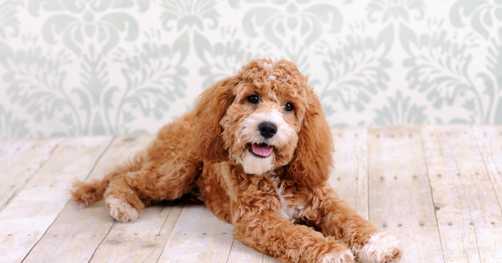 Spoodle Dog Breed: History, Care, Training & Health Insights