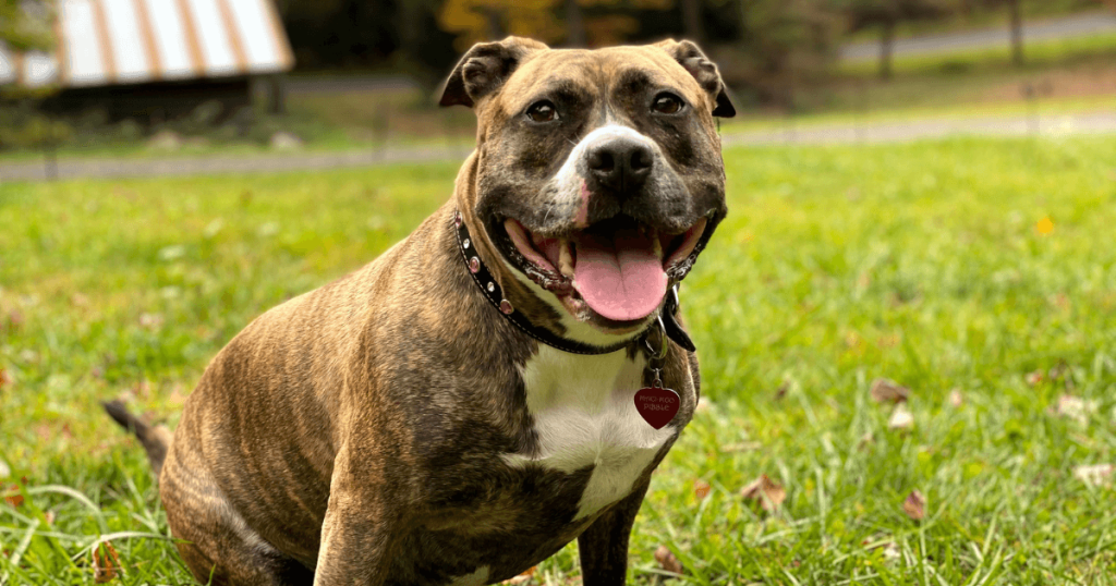 Staffordshire Bull Terrier Dog 1