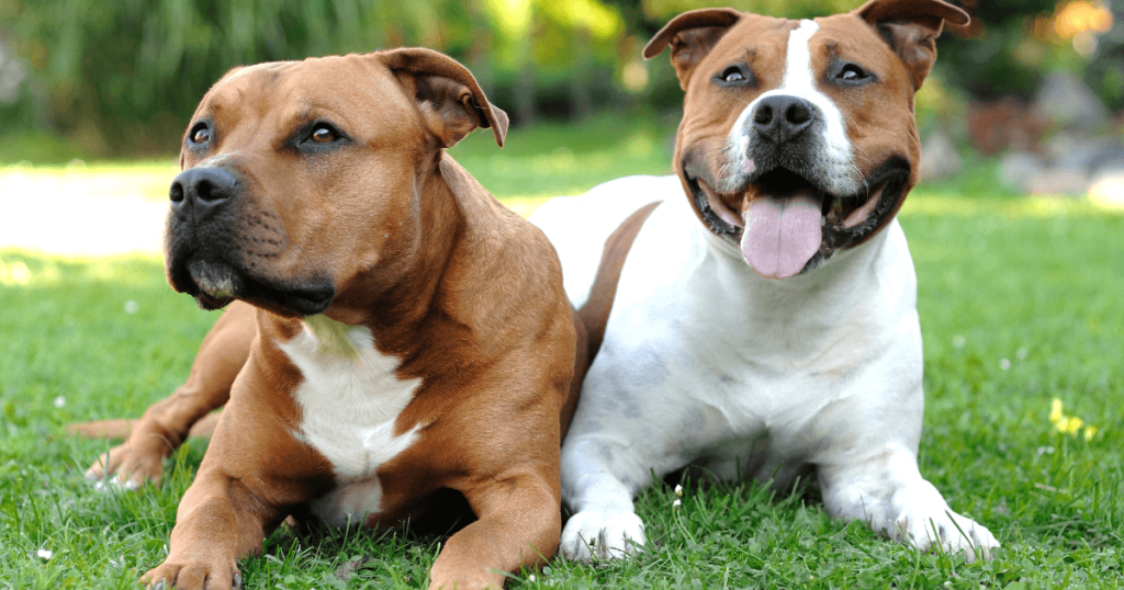 Staffordshire Bull Terrier Dog Breed: History, Care, Training & Health Insights