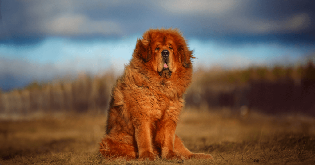 Tibetan Mastiff Dog Breed: History, Care, Training & Health Insights