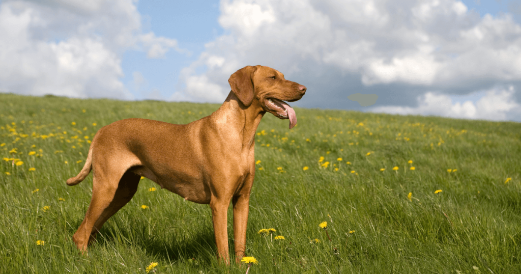 Vizsla Dog Breed: History, Care, Training & Health Insights