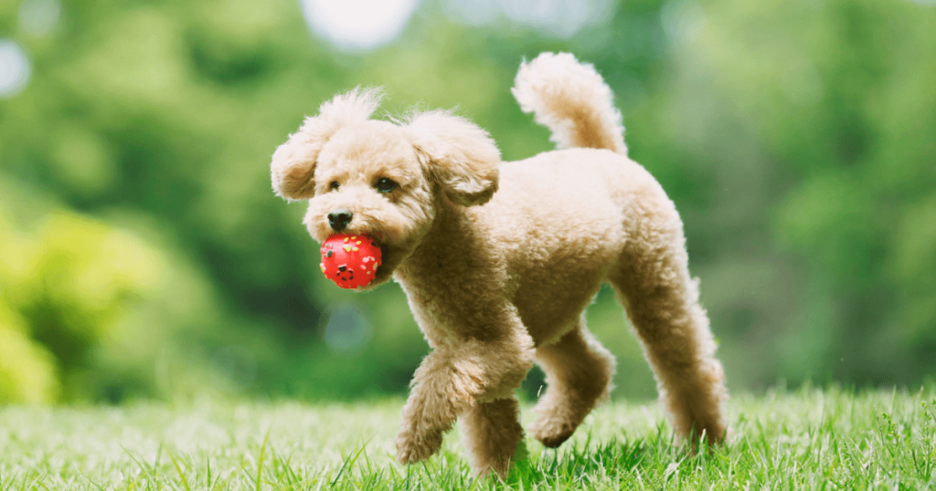 Toy Poodle Dog Breed: History, Care, Training & Health Insights