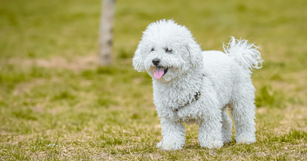 toy poodle 3