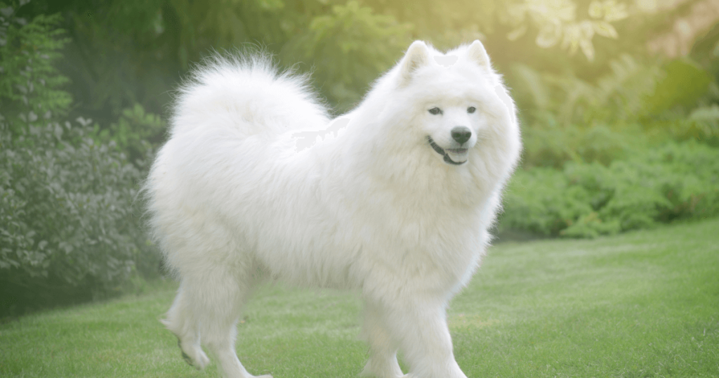 Samoyed Dog Breed: History, Care, Training & Health Insights