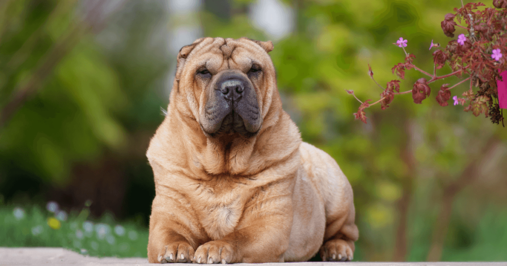 Shar-Pei Dog Breed: History, Care, Training & Health Insights