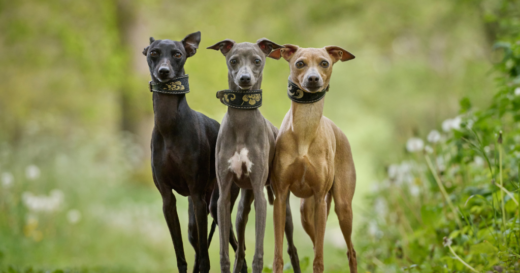 Whippet Dog Breed: History, Care, Training & Health Insights