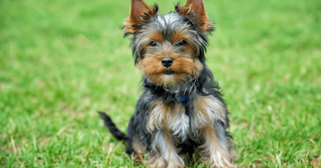 Yorkshire Terrier Dog Breed: History, Care, Training & Health Insights