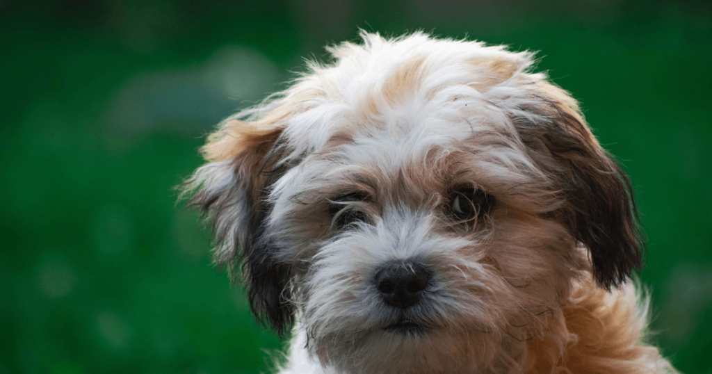 Zuchon (Shichon) Dog Breed: History, Care, Training & Health Insights